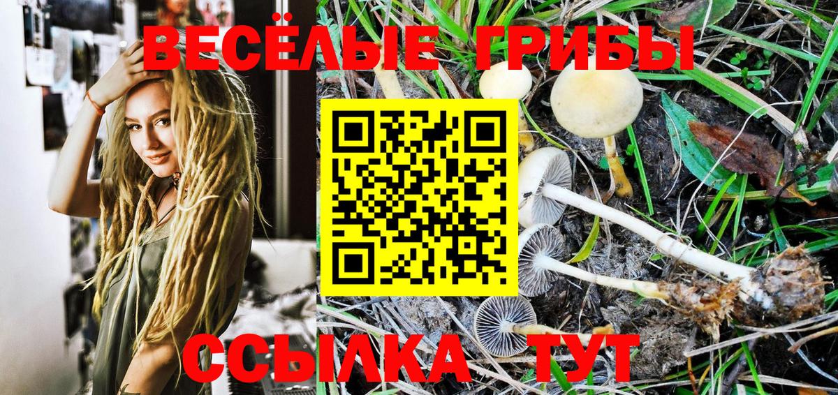 Псилоцибиновые грибы Psilocybine cubensis Десногорск
